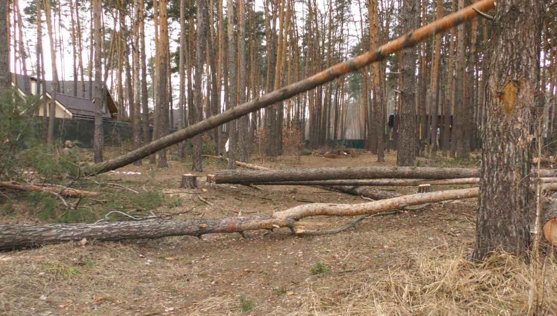 Вирубка у сквері Львівський: в Ірпені у зеленій зоні знесено більше десятка дерев під забудову