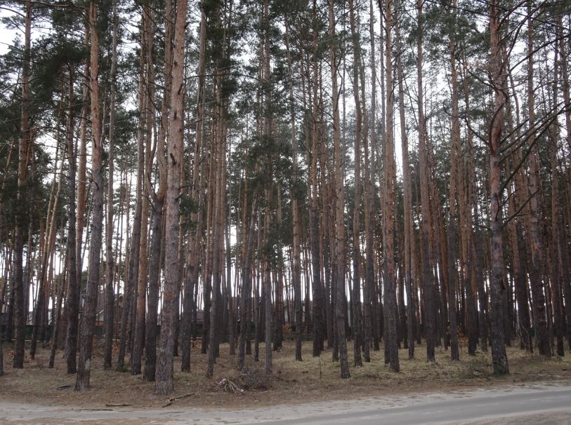 Вирубка у сквері Львівський: в Ірпені у зеленій зоні знесено більше десятка дерев під забудову