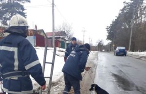Каналізаційна пастка у Ворзелі: рятувальники підняли з технічного колодязя собаку