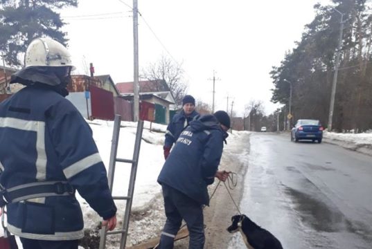 Каналізаційна пастка у Ворзелі: рятувальники підняли з технічного колодязя собаку