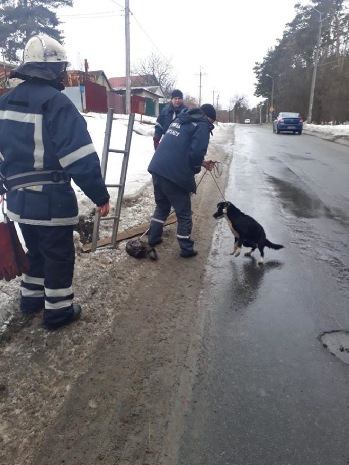Каналізаційна пастка у Ворзелі: рятувальники підняли з технічного колодязя собаку Каналізаційна пастка у Ворзелі: рятувальники підняли з технічного колодязя собаку