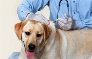 Де в Ірпені безкоштовно вакцинують собак і котів від сказу?