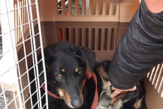 Доля Гери: в Ірпені спалахнув новий конфлікт між зоозахисниками та чиновниками через хвору собаку