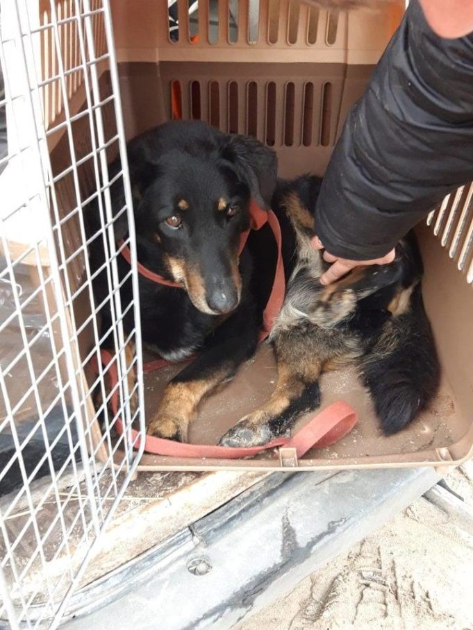 Доля Гери: в Ірпені спалахнув новий конфлікт між зоозахисниками та чиновниками через хвору собаку Доля Гери: в Ірпені спалахнув новий конфлікт між зоозахисниками та чиновниками через хвору собаку