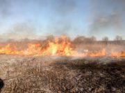 Палаючі вихідні: в Ірпінському регіоні ліквідували 14 займань трави та 10 загорянь сміття