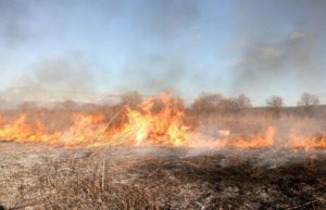 Палаючі вихідні: в Ірпінському регіоні ліквідували 14 займань трави та 10 загорянь сміття