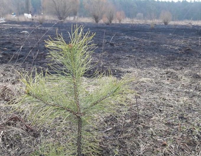 Оксана Дудаленко: “Моя сім’я живе в Ірпені з 1947 року” сосенка на заплаві річки Ірпінь. Фото Лаврентія Кухалейшвілі