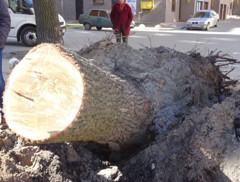 Війна з дубами: в Ірпені забудовник Оверко робитиме проїзд до будинку, заради якого знищено 150-річне дерево