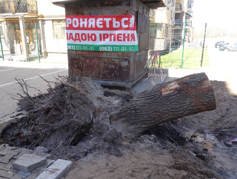 Війна з дубами: в Ірпені забудовник Ігор Оверко викорчував дерево заради проїзду до будинку, який він зводить?