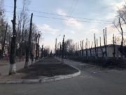 У Гостомелі кронують дерева: рятування від шкідників може призвести до загибелі рослин