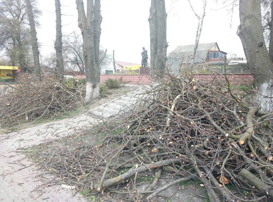 У Гостомелі кронують дерева: рятування від шкідників може призвести до загибелі рослин