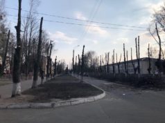 У Гостомелі кронують дерева: рятування від шкідників може призвести до загибелі рослин