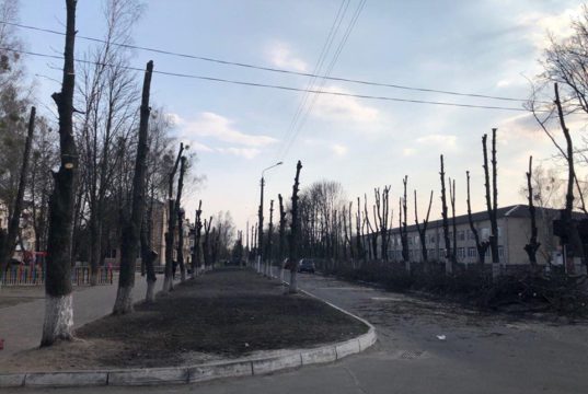 У Гостомелі кронують дерева: рятування від шкідників може призвести до загибелі рослин