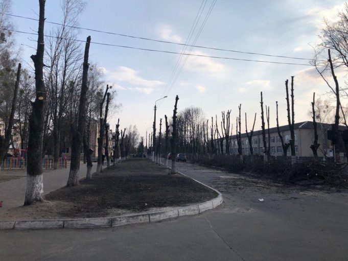 У Гостомелі кронують дерева: рятування від шкідників може призвести до загибелі рослин У Гостомелі кронують дерева: рятування від шкідників може призвести до загибелі рослин