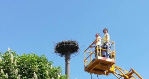 Обстеження зоозахисниками лелечого гнізда 20 травня за допомогую підйомника