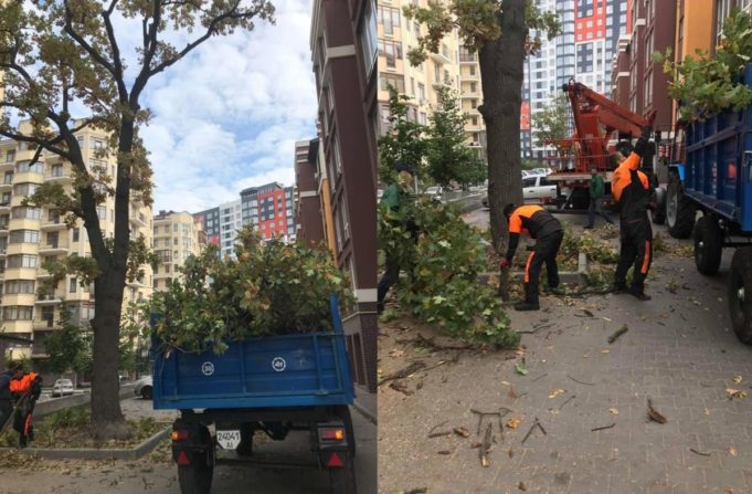 Мешканці одного з мікрорайонів Ірпеня захищають живі дерева від комунальників