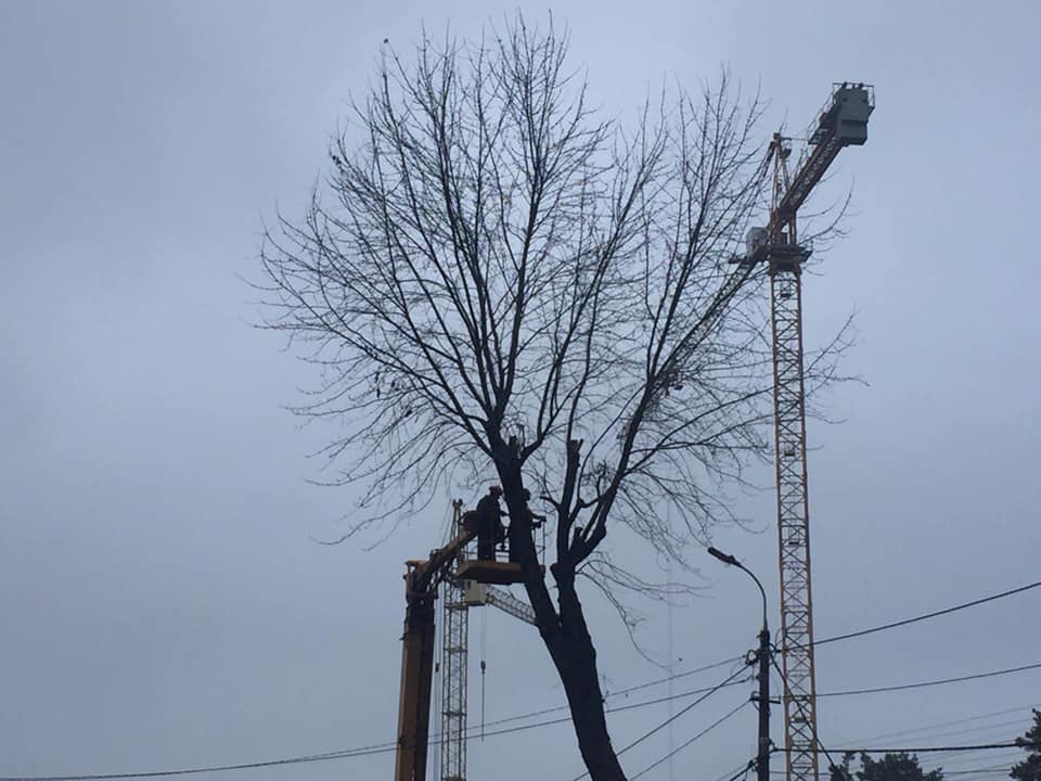 Дерево в Ірпені по вулиці Соборній знищили заради облаштування автобусної зупинки на прохання пасажирів?