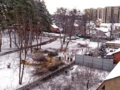 Ріжуть живі дерева: територію ірпінської школи №1 зачищають під нові навчальні корпуси?