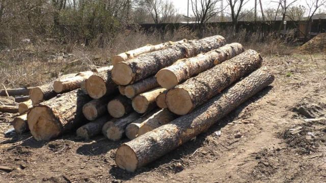 Ірпінські сосни – у Гостомелі: поліція підтвердила факт незаконного перевезення деревини зі знищеної зеленої зони