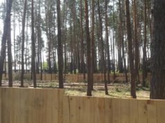 Живі дерева – під пилку: вирубка в Ірпені на краденій землі?