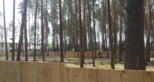 Живі дерева – під пилку: вирубка в Ірпені на краденій землі?