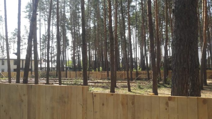 Живі дерева – під пилку: вирубка в Ірпені на краденій землі? Живі дерева – під пилку: вирубка в Ірпені на краденій землі?
