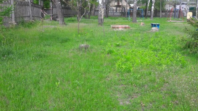 Понівечили смереки: ірпінські чиновники піарилися на «прибиранні» парку, де навели лад місцеві жителі