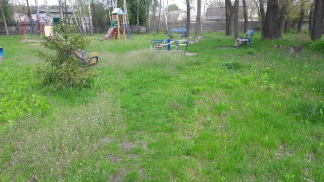 Понівечили смереки: ірпінські чиновники піарилися на «прибиранні» парку, де навели лад місцеві жителі