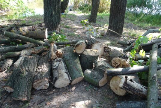 У Гостомелі вирізали дерева: проєкт на Кімерці на майже мільйон гривень профінансував Ірпінь