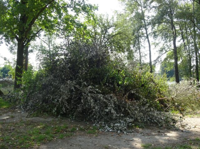 У Гостомелі вирізали дерева: проєкт на Кімерці на майже мільйон гривень профінансував Ірпінь