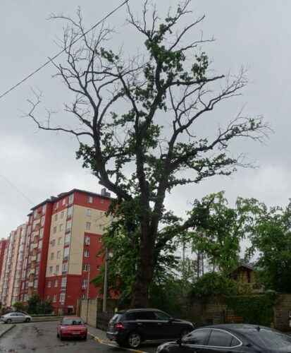 Гине віковий дуб в Ірпені: хто врятує зеленого красеня?