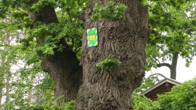 Гине віковий дуб в Ірпені: хто врятує зеленого красеня?