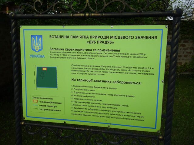 Гине віковий дуб в Ірпені: хто врятує зеленого красеня?