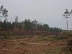 Рубають дерева: поблизу Блиставиці (Бучанська ОТГ) рідіють ліси