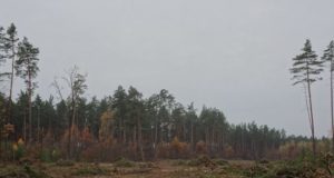 Рубають дерева: поблизу Блиставиці (Бучанська ОТГ) рідіють ліси