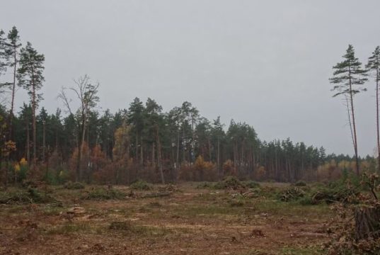 Рубають дерева: поблизу Блиставиці (Бучанська ОТГ) рідіють ліси