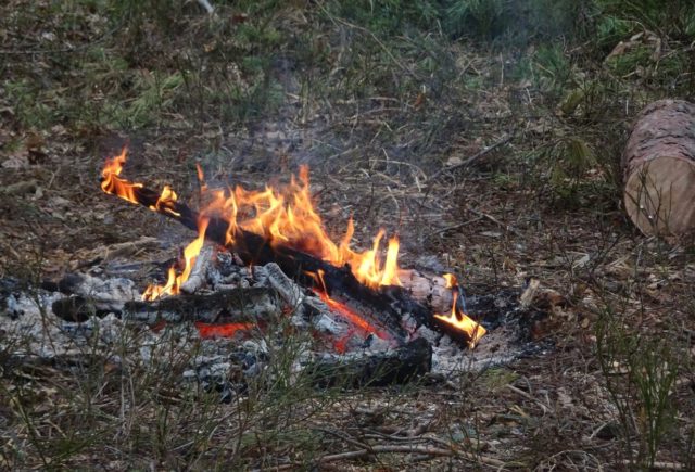 Рубають дерева: поблизу Блиставиці (Бучанська ОТГ) рідіють ліси