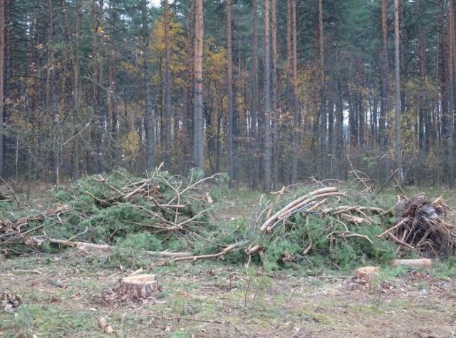 Рубають дерева: поблизу Блиставиці (Бучанська ОТГ) рідіють ліси