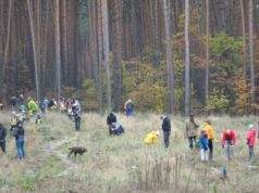 Зелений десант: жителі Ірпеня допомогли лісничим висадити майже 4 тисячі саджанців сосни