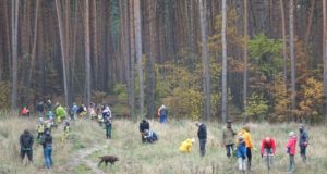 Зелений десант: жителі Ірпеня допомогли лісничим висадити майже 4 тисячі саджанців сосни