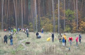 Зелений десант: жителі Ірпеня допомогли лісничим висадити майже 4 тисячі саджанців сосни