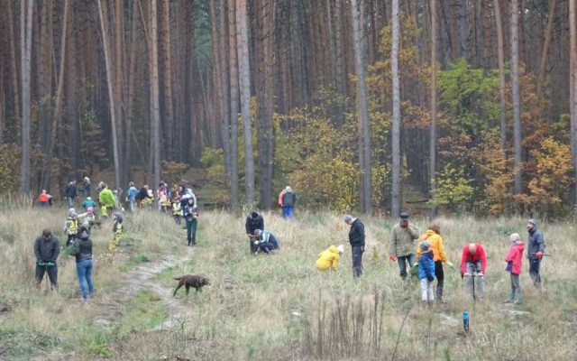 Зелений десант: жителі Ірпеня допомогли лісничим висадити майже 4 тисячі саджанців сосни