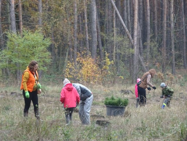 Зелений десант: жителі Ірпеня допомогли лісничим висадити майже 4 тисячі саджанців сосни