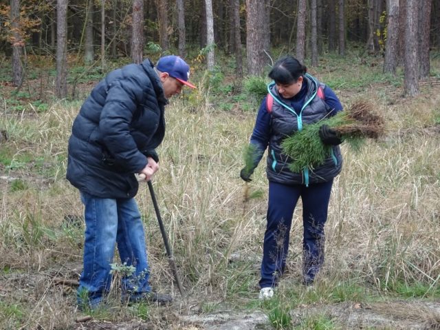 Зелений десант: жителі Ірпеня допомогли лісничим висадити майже 4 тисячі саджанців сосни