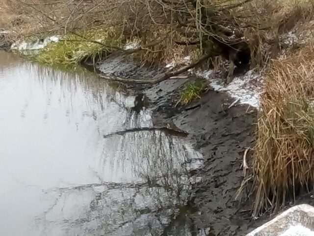 На руку забудовнику: в річці Ірпінь катастрофічно впала вода через втручання у роботу шлюзу