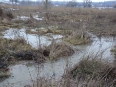 Екологічне лихо: нечистоти в Ірпені із новобудов у районі БТР зливають на заплаву річки Буча