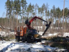 Власник землі у Лісовій Бучі зрізав вікові дерева, що викликало обурення громади