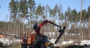 Власник землі у Лісовій Бучі зрізав вікові дерева, що викликало обурення громади