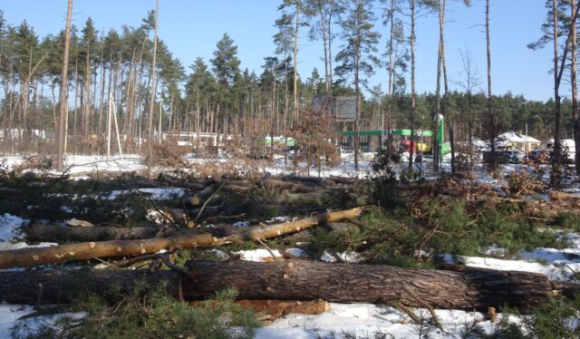 Власник землі у Лісовій Бучі зрізав вікові дерева, що викликало обурення громади