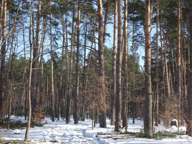 Власник землі у Лісовій Бучі зрізав вікові дерева, що викликало обурення громади